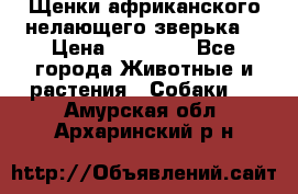 Щенки африканского нелающего зверька  › Цена ­ 35 000 - Все города Животные и растения » Собаки   . Амурская обл.,Архаринский р-н